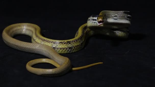 Радиационная Крысиная Змея Медноголовая Змея Медноголовая Безделушка Coelognathus Radiatus — стоковое видео