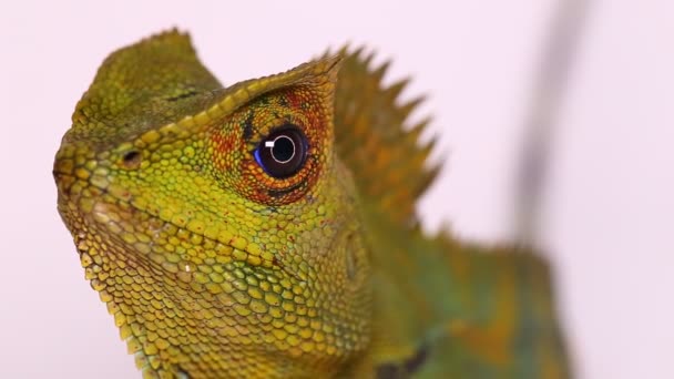 Chameleon Δράκος Του Δάσους Gonocephalus Chamaeleontinus Απομονωμένος Λευκό Φόντο — Αρχείο Βίντεο
