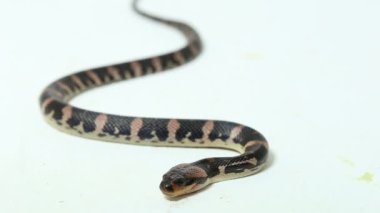 Yaygın kabarık yüzlü su yılanı (Homalopsis bucccata), bantlı su yılanı veya beyaz arka planda izole edilmiş kabarık yüzlü su yılanı.