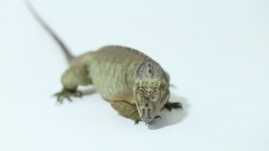 Beyaz arka planda Hispaniolan gergedan iguana siklura cornuta cornuta izole