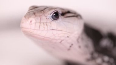 Dev mavi dilli kertenkele ya da beyaz arkaplanda izole edilmiş Tiliqua gigas
