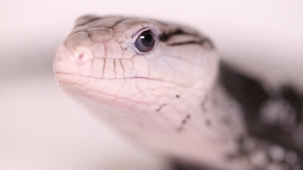 Giant Blue Tongued Skink Lizard Tiliqua Gigas Isolated White Background — Stock Video