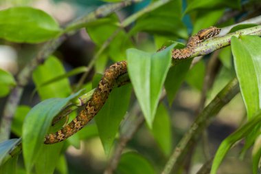 Düz burunlu pitenger yılanı Trimeresurus Puniceus ağaç dalında