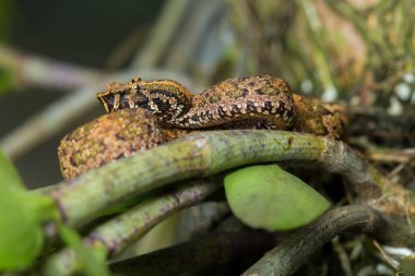 Düz burunlu pitenger yılanı Trimeresurus Puniceus ağaç dalında