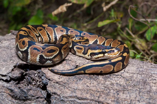 Labda Piton Kígyó Python Regius Vadonban — Stock Fotó
