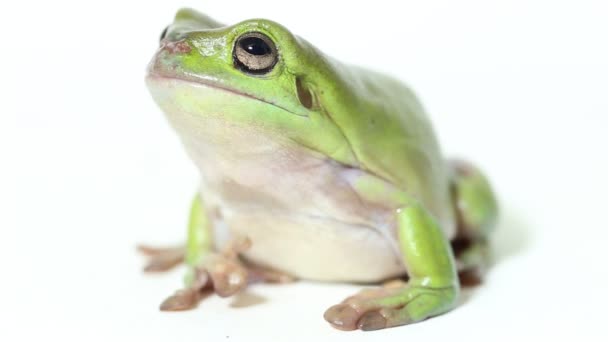树蛙或白色的树蛙在白色背景下被隔离 — 图库视频影像