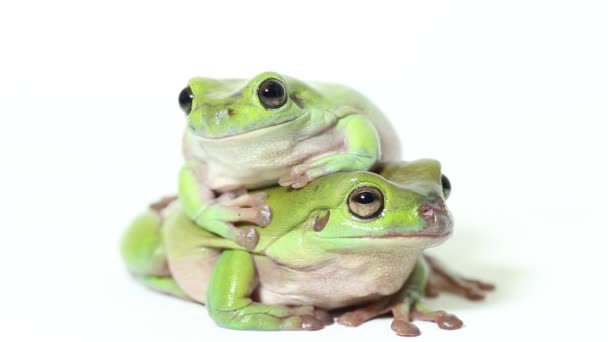 Dumpy Tree Frog White Tree Frog Isolated White Background — Stock Video