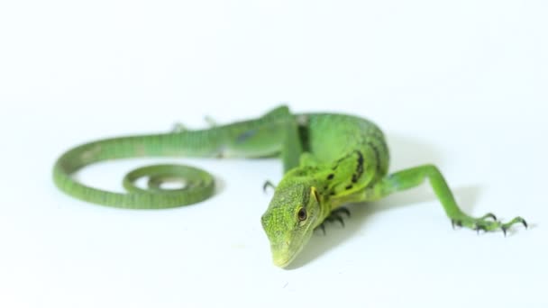 Lucertola Verde Smeraldo Monitor Albero Varanus Prasinus Isolato Sfondo Bianco — Video Stock