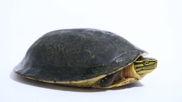 Żółw Pudełko Amboina Cuora Amboinensis Lub Południowo Wschodniej Azji Żółw — Wideo stockowe