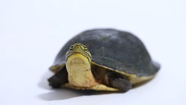Amboina Kutulu Kaplumbağa Cuora Amboinensis Veya Güneydoğu Asya Kutulu Kaplumbağa — Stok video