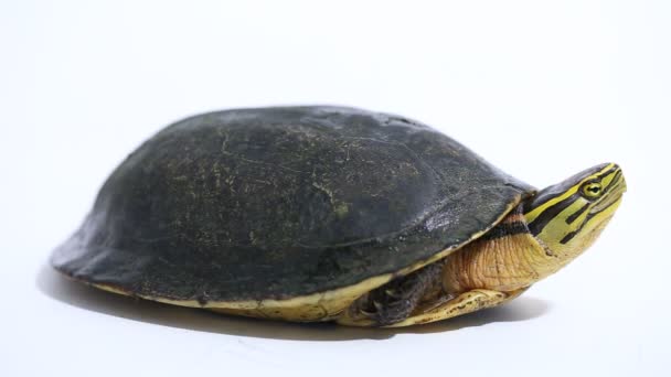Żółw Pudełko Amboina Cuora Amboinensis Lub Południowo Wschodniej Azji Żółw — Wideo stockowe