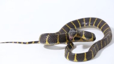 Boiga dendrophila, genellikle mangrov yılanı ya da beyaz arka planda altın halkalı kedi yılanı olarak bilinir.