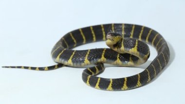 Boiga dendrophila, genellikle mangrov yılanı ya da beyaz arka planda altın halkalı kedi yılanı olarak bilinir.