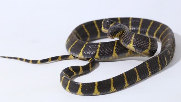 Boiga Dendrophila Comúnmente Llamada Serpiente Manglar Serpiente Gato Anillada Oro — Vídeos de Stock