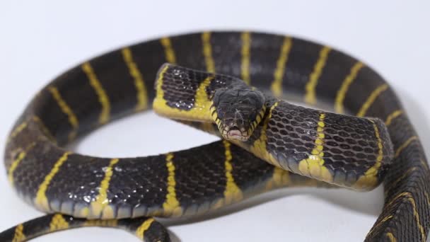 Boiga Dendrophila Vulgarmente Chamada Serpente Manguezal Cobra Gato Dourada Fundo — Vídeo de Stock