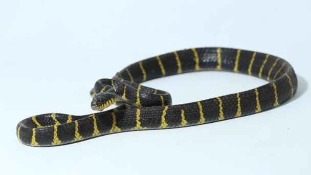 Boiga Dendrophila Powszechnie Nazywany Wężem Mangrowym Lub Złotym Pierścieniem Węża — Wideo stockowe