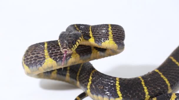 白い背景にマングローブヘビや金環猫ヘビと呼ばれるボイガのデンドロフィラ — ストック動画