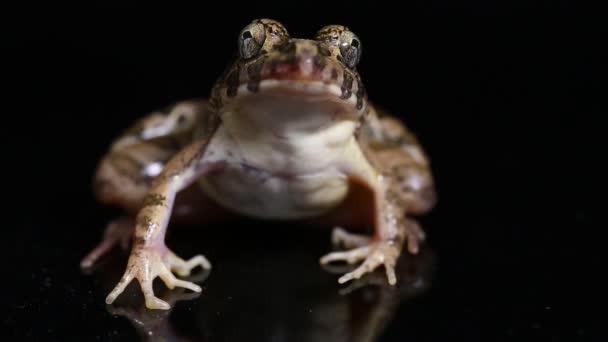 게걸스럽게 개구리나 맹그로브 개구리 Fejervarya Cancrivora 배경에서 고립되어 — 비디오