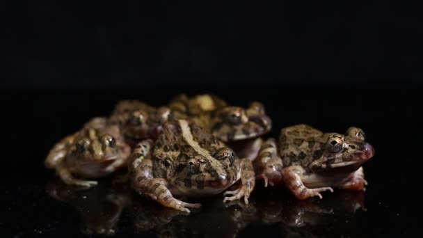 Yengeç Yiyen Kurbağa Mangrov Kurbağası Fejervarya Cancrivora Siyah Arka Planda — Stok video