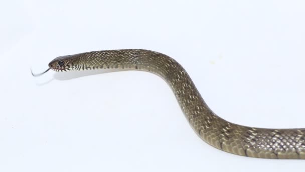 Ptyas Mucosa Ανατολίτικο Φίδι Αρουραίων Ινδικό Φίδι Αρουραίων Απομονωμένο Λευκό — Αρχείο Βίντεο