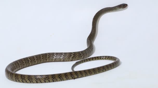 扁桃体黏膜 东方的老鼠蛇或印鼠蛇 在白色背景下分离 — 图库视频影像
