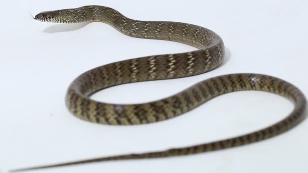 Ptyas Mucosa Ratake Oriental Cobra Indiana Rato Isolado Fundo Branco — Vídeo de Stock