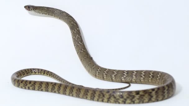 Ptyas Mucosa Ανατολίτικο Φίδι Αρουραίων Ινδικό Φίδι Αρουραίων Απομονωμένο Λευκό — Αρχείο Βίντεο
