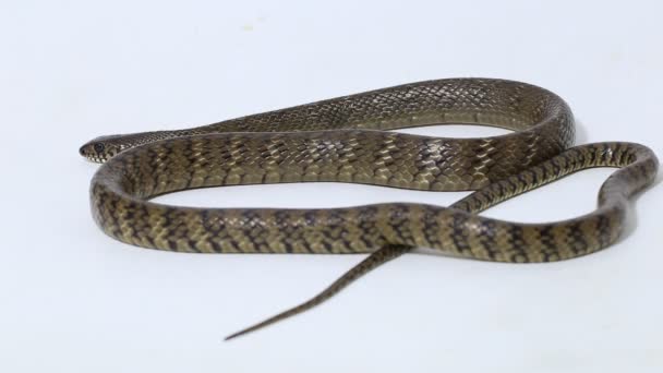 Ptyas Mucosa Serpent Rat Oriental Serpent Rat Indien Isolé Sur — Video