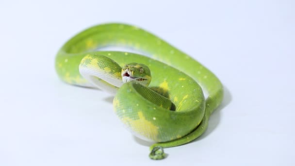 Árvore Verde Python Morelia Viridis Cobra Biak Isolado Fundo Branco — Vídeo de Stock