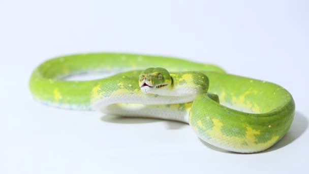 Árbol Verde Python Morelia Viridis Serpiente Biak Aislado Sobre Fondo — Vídeos de Stock