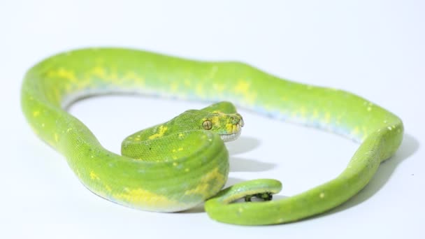 Zöld Python Morelia Viridis Kígyó Biak Elszigetelt Fehér Háttér — Stock videók