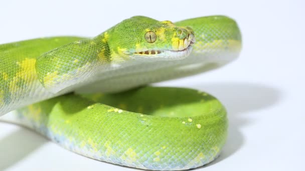 Zelený Strom Python Morelia Viridis Had Biak Izolované Bílém Pozadí — Stock video