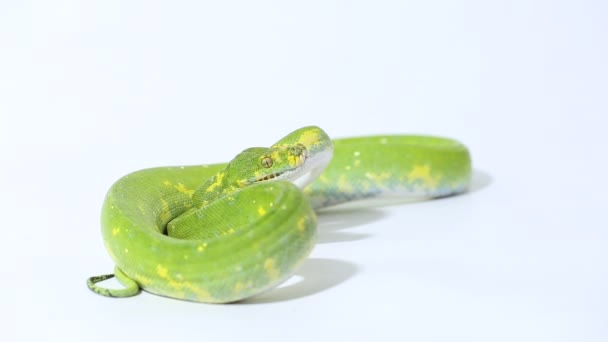 Πράσινο Δέντρο Python Morelia Viridis Φίδι Biak Απομονώνονται Λευκό Φόντο — Αρχείο Βίντεο