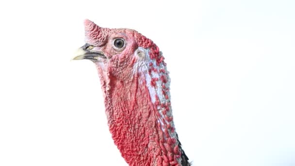 Ayam Kalkun Terisolasi Pada Latar Belakang Putih — Stok Video