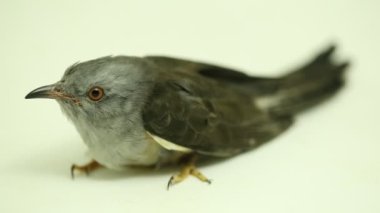 Beyaz arka planda izole edilmiş kederli bir guguk kuşu olan Cacomantis merulinus.