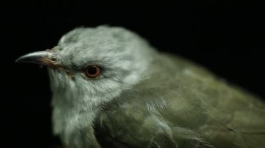 Siyah arka planda izole edilmiş kederli bir guguk kuşu (Cacomantis merulinus)