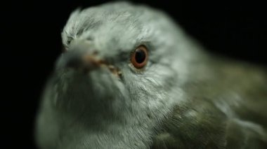 Siyah arka planda izole edilmiş kederli bir guguk kuşu (Cacomantis merulinus)