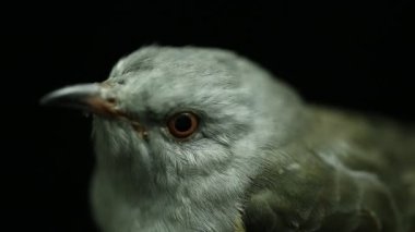 Siyah arka planda izole edilmiş kederli bir guguk kuşu (Cacomantis merulinus)