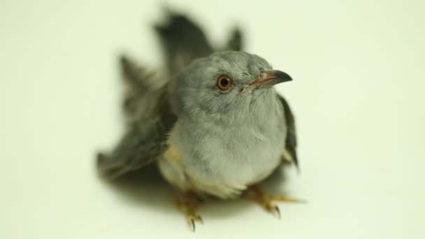 Plaintive Cuckoo Bird Cacomantis Merulinus Isolated White Background — Stock Video
