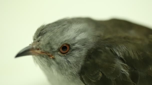 Звичайний Птах Зозулі Cacomantis Merulinus Ізольований Білому Тлі — стокове відео
