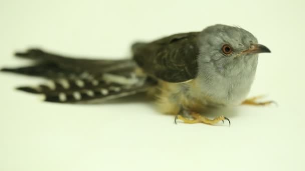 Žalostný Kukaččí Pták Cacomantis Merulinus Izolovaný Bílém Pozadí — Stock video