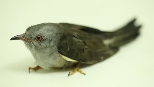 Beyaz Arka Planda Izole Edilmiş Kederli Bir Guguk Kuşu Olan — Stok video