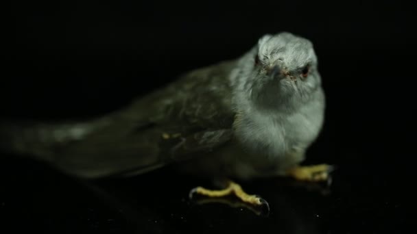 Klagande Gök Fågel Cacomantis Merulinus Isolerad Svart Bakgrund — Stockvideo