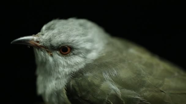 黒地に隔離された原始的なカッコウ鳥 カコマンティス メルリヌス — ストック動画