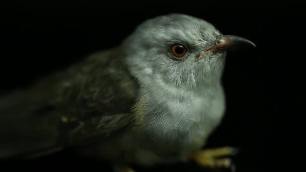 Žalostný Kukaččí Pták Cacomantis Merulinus Izolovaný Černém Pozadí — Stock video