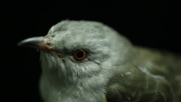 Siyah Arka Planda Izole Edilmiş Kederli Bir Guguk Kuşu Cacomantis — Stok video