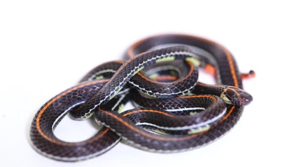 Malaysian Striped Coral Snake Calliophis Intestinalis Isolated White Background — Stock Video