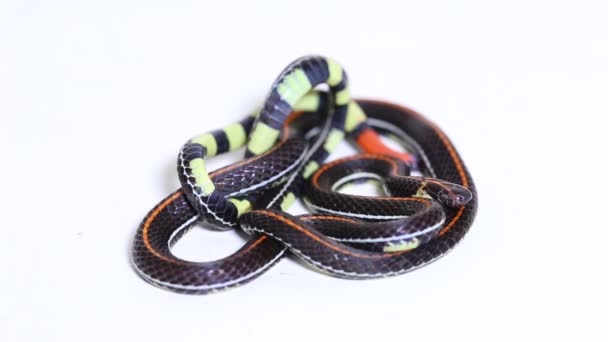 Malaysian Striped Coral Snake Calliophis Intestinalis Isolated White Background — Stock Video