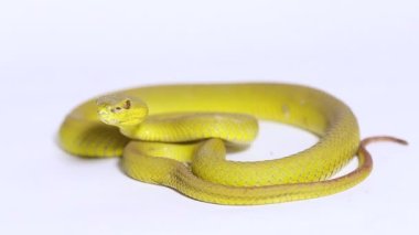 Sarı Sunda Adası pitenger yılanı Trimeresurus insularis ıssız beyaz arka planda