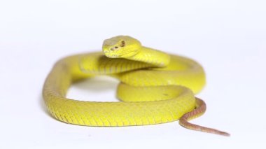 Sarı Sunda Adası pitenger yılanı Trimeresurus insularis ıssız beyaz arka planda